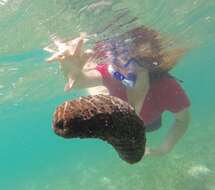 Image of Three-rowed Sea Cucumber