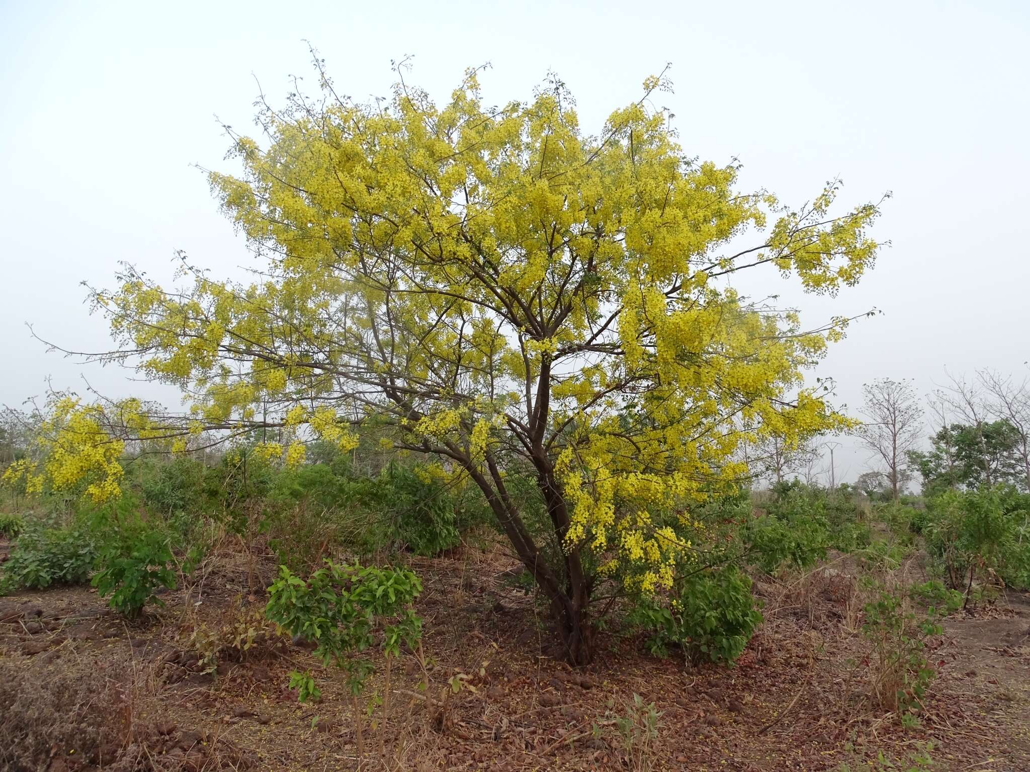 Image of Cassia sieberiana DC.