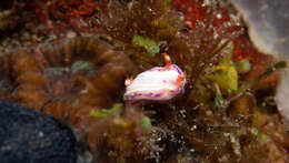 Image of Mexichromis aurora (R. F. Johnson & Gosliner 1998)