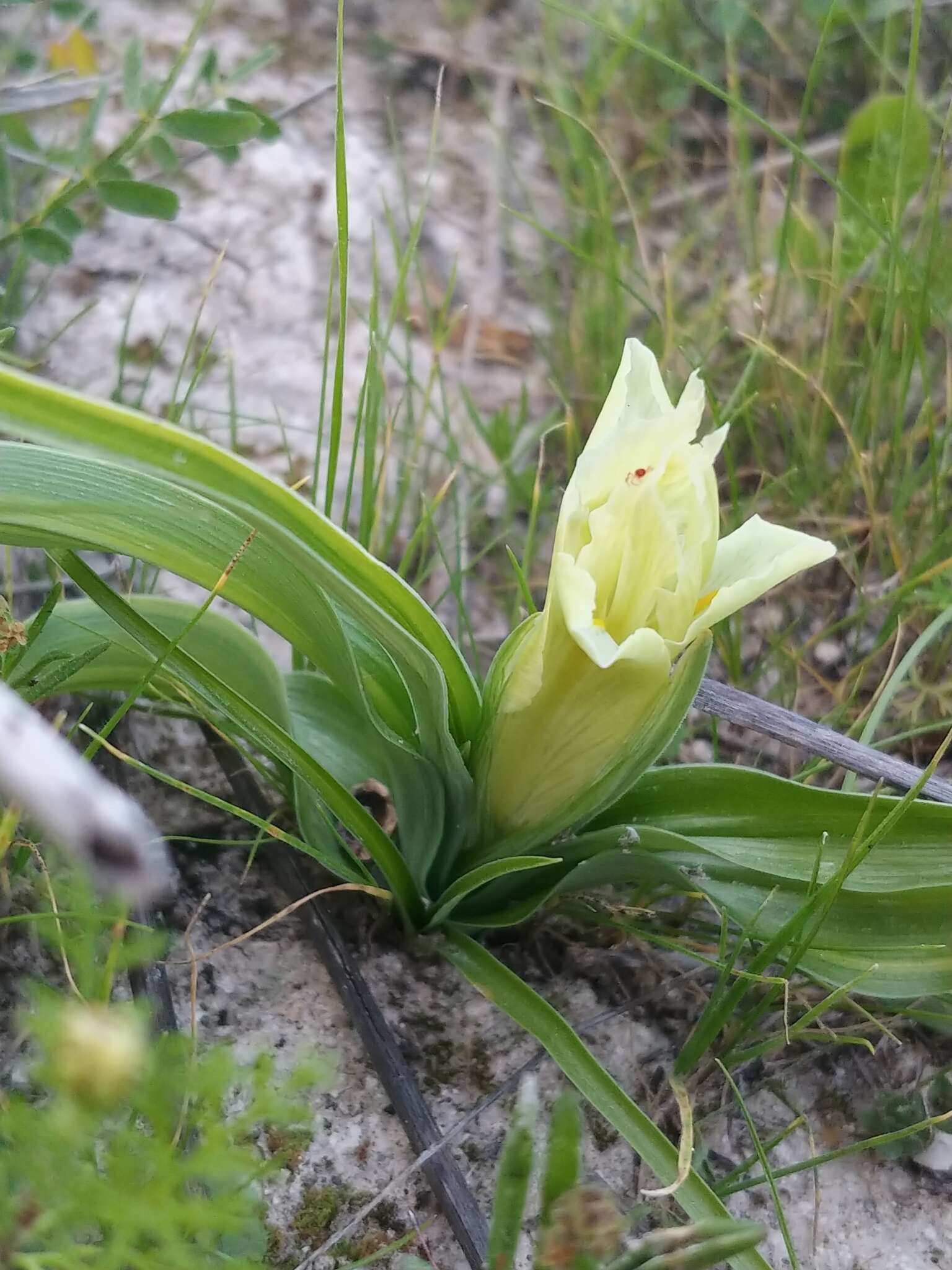 Iris palaestina (Baker) Barbey的圖片