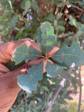 Image of hybrid oak