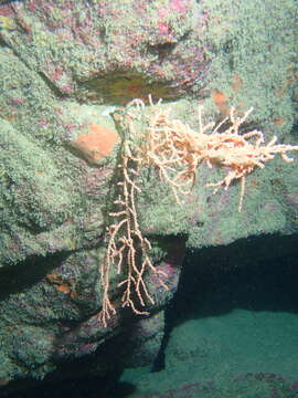 Image of Broad Sea Fan