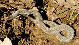 Image of Eastern Montpellier Snake