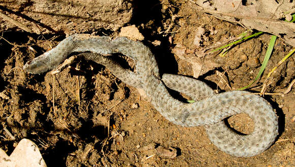 Image of Eastern Montpellier Snake