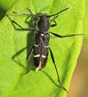 Image of Clytus nigritulus Kraatz 1879