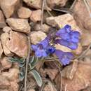 Plancia ëd Penstemon bracteatus D. D. Keck