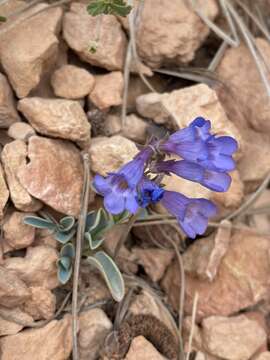 Image of Red Canyon beardtongue