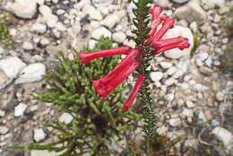 Image of Erica regia subsp. mariae (Guthrie & Bolus) E. G. H. Oliv. & I. M. Oliv.