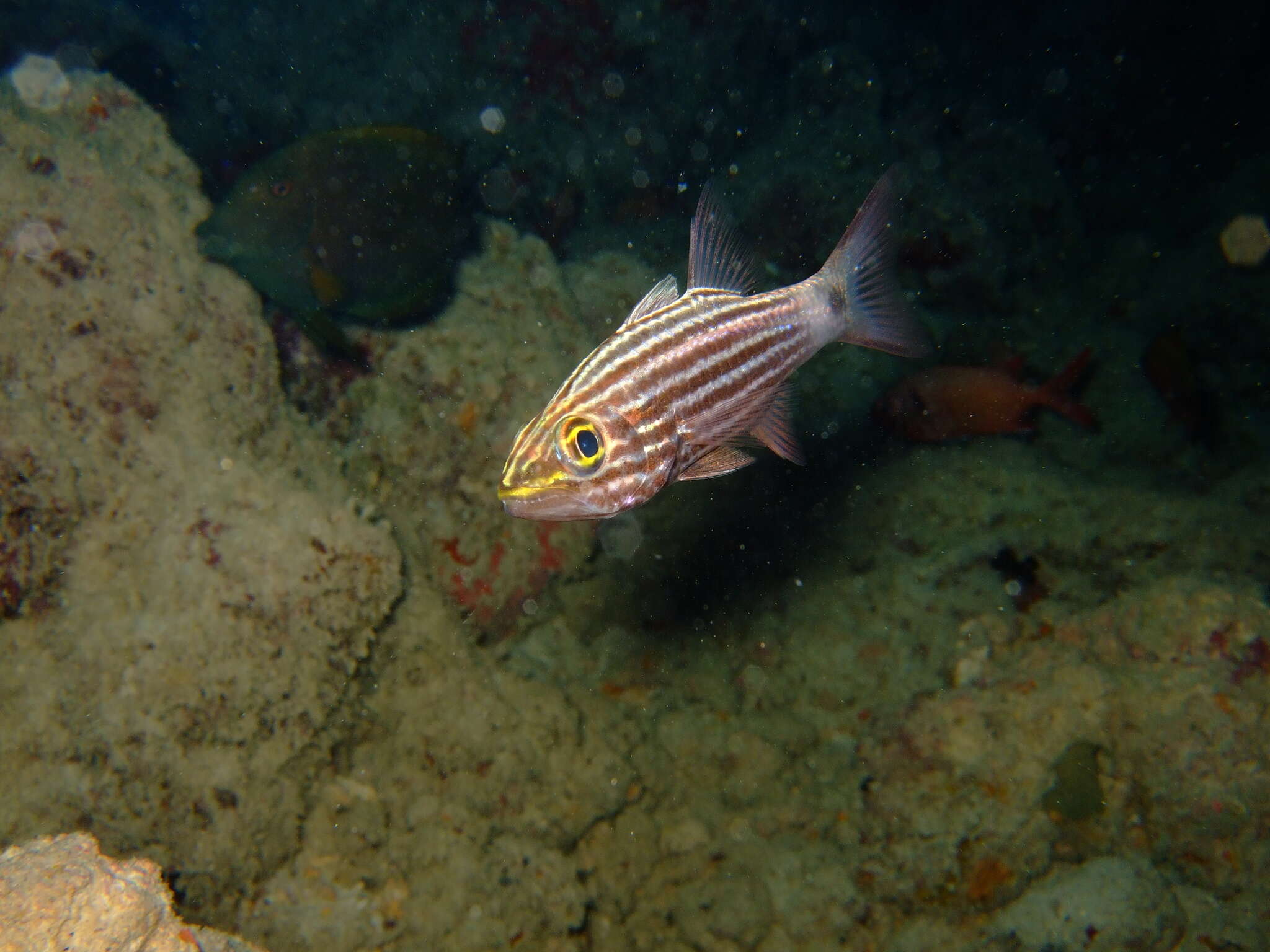 Sivun Cheilodipterus macrodon (Lacepède 1802) kuva