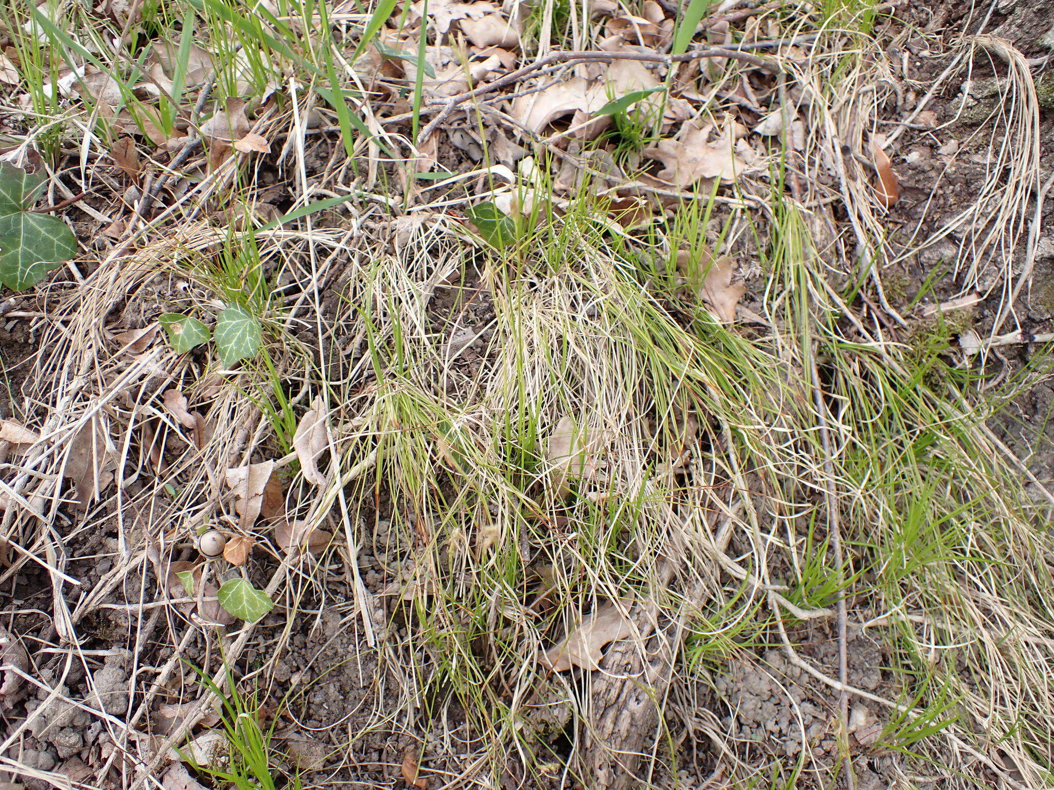 Image de Carex alba Scop.