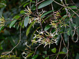 Image of Anodendron benthamianum Hemsl.