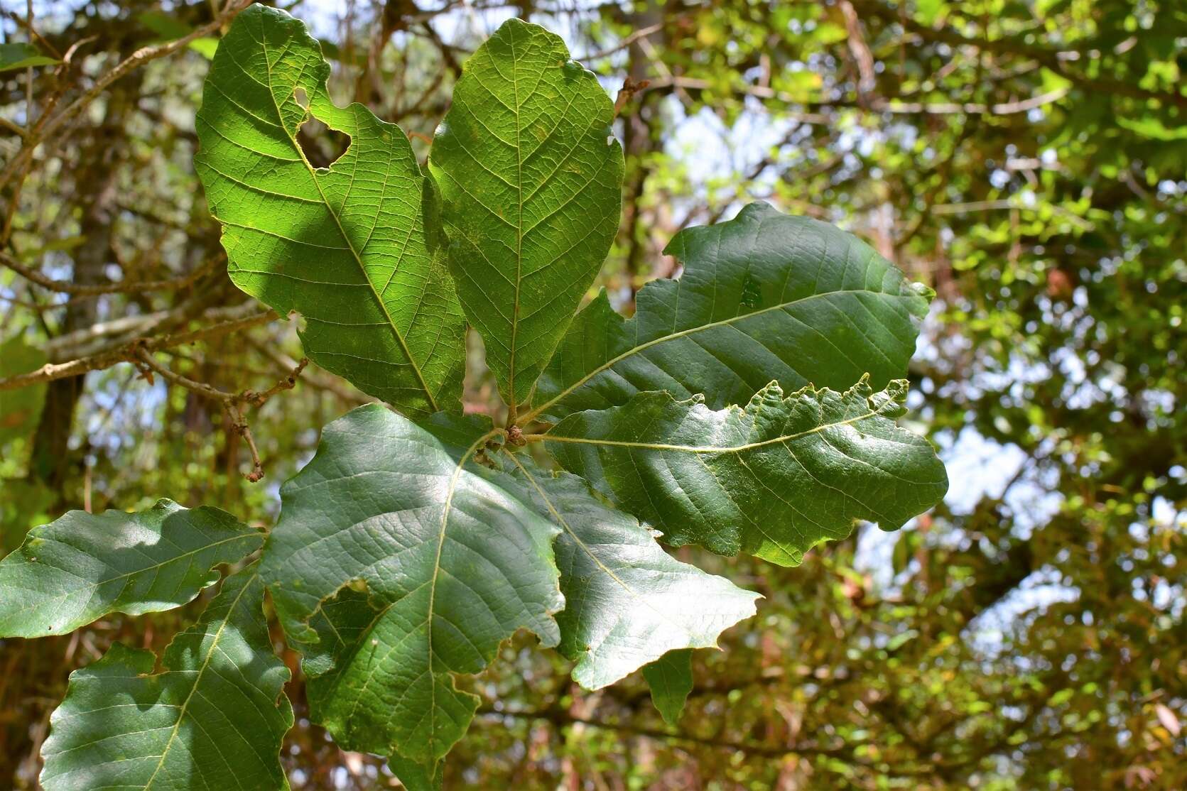 Слика од Quercus segoviensis Liebm.
