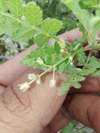 Image of Bursera filicifolia T. S. Brandegee