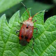 Image of Deraeocoris olivaceus (Fabricius 1777)