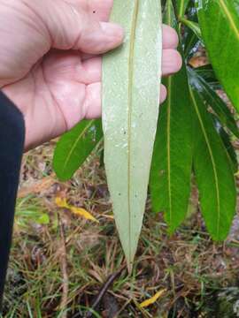 Image of Pseudopanax chathamicus Kirk