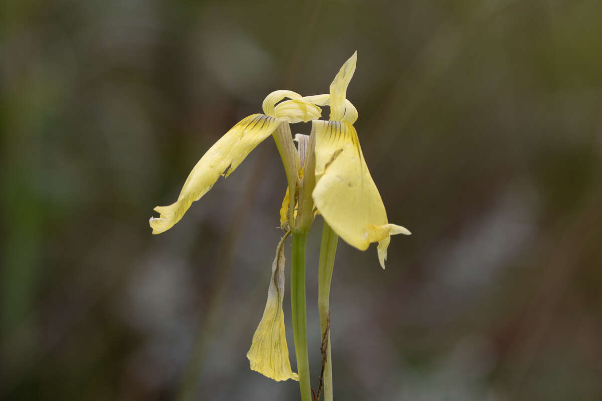 Image of Large yellow moraea