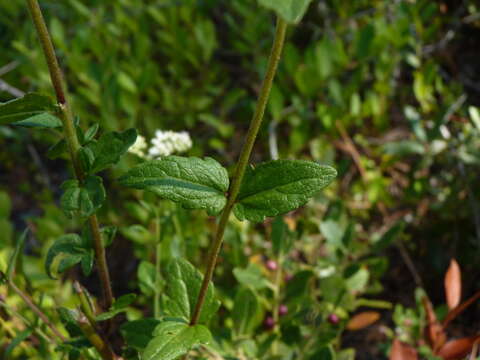 Image of rough boneset