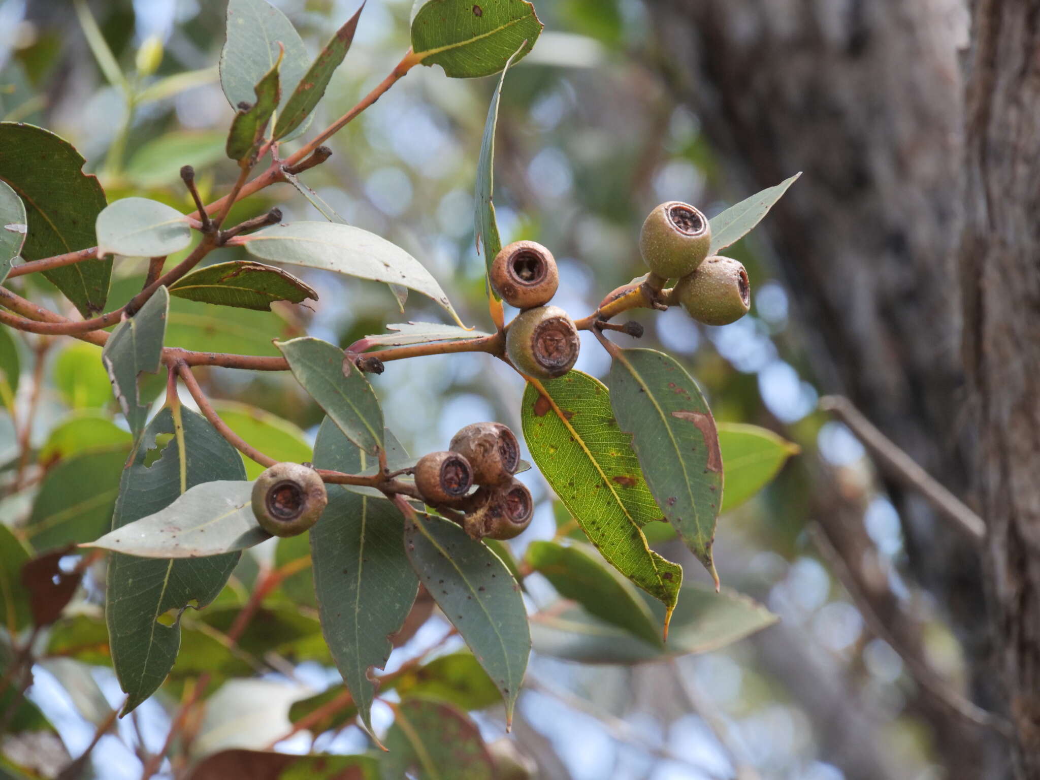 Image of Eucalyptus staeri Maiden ex Kessell & C. A. Gardner