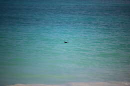 Image of Hawaiian Petrel