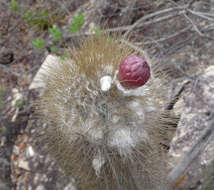 Plancia ëd Pilosocereus densiareolatus F. Ritter