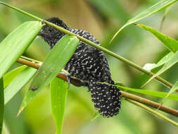 Image of Lined Antshrike