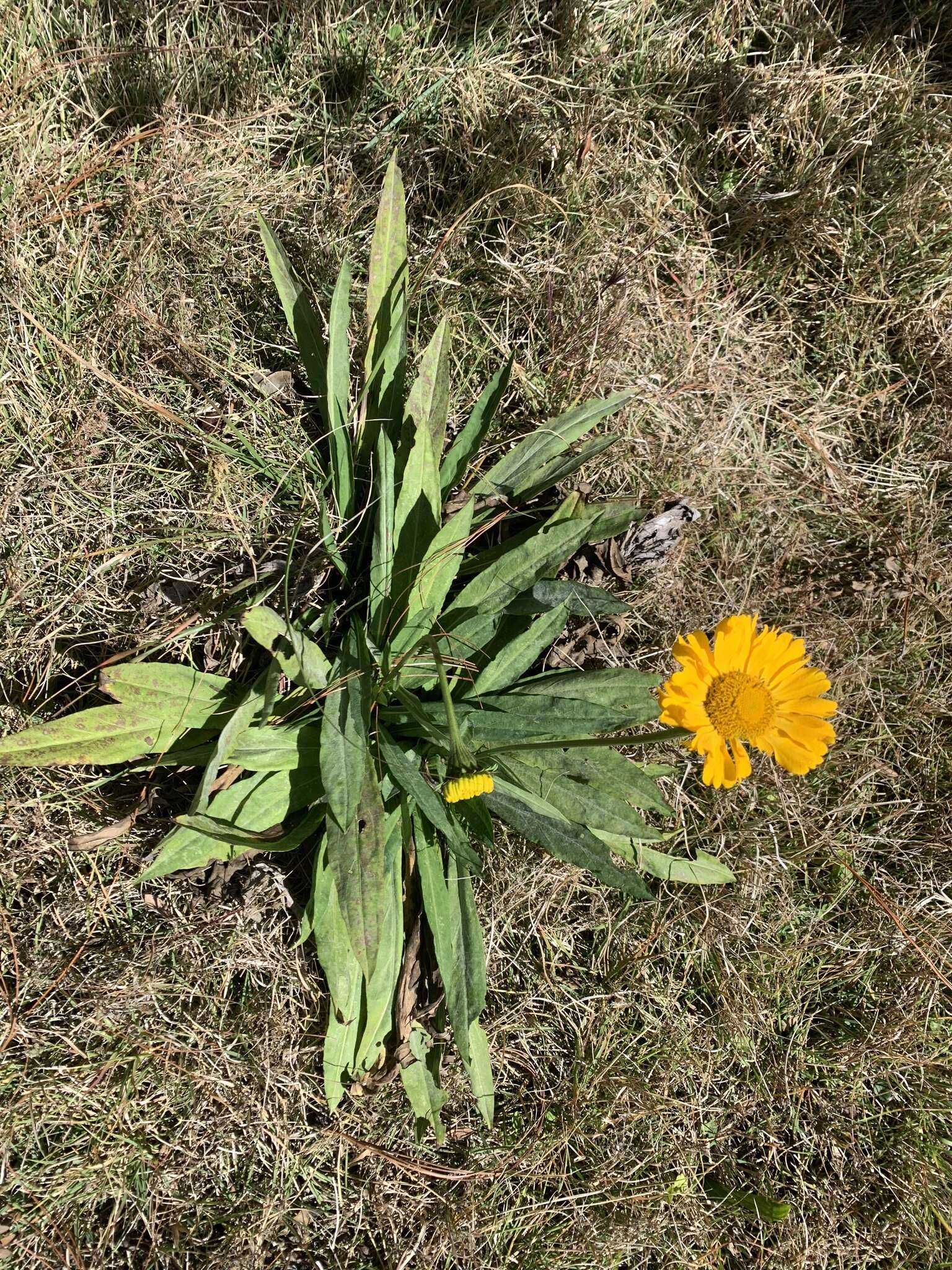 Helenium scorzonerifolium (DC.) A. Gray的圖片