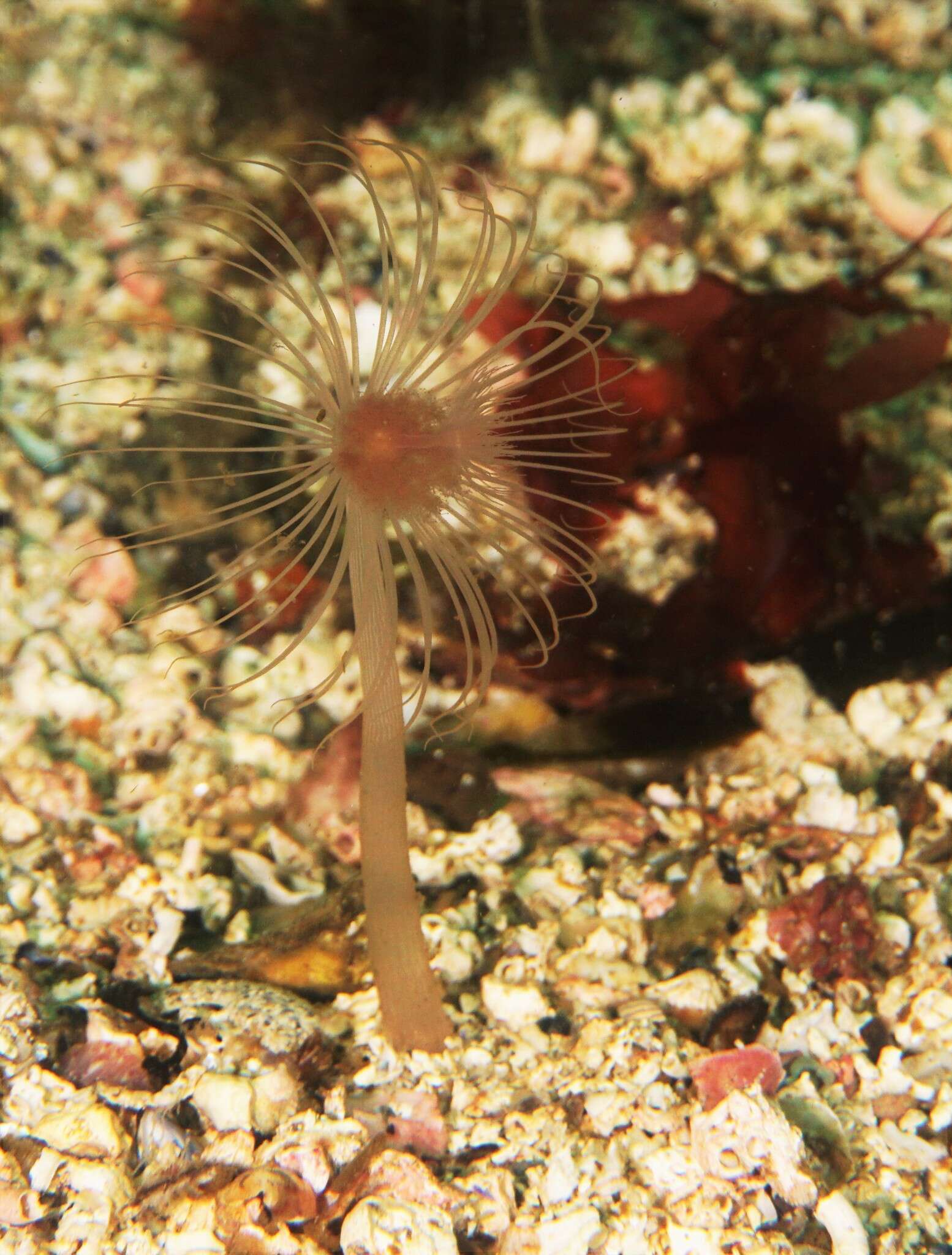 Image of nodding hydroid