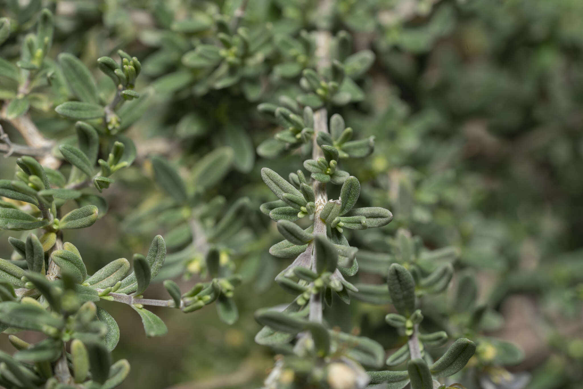 Sivun Teucrium brevifolium Schreb. kuva