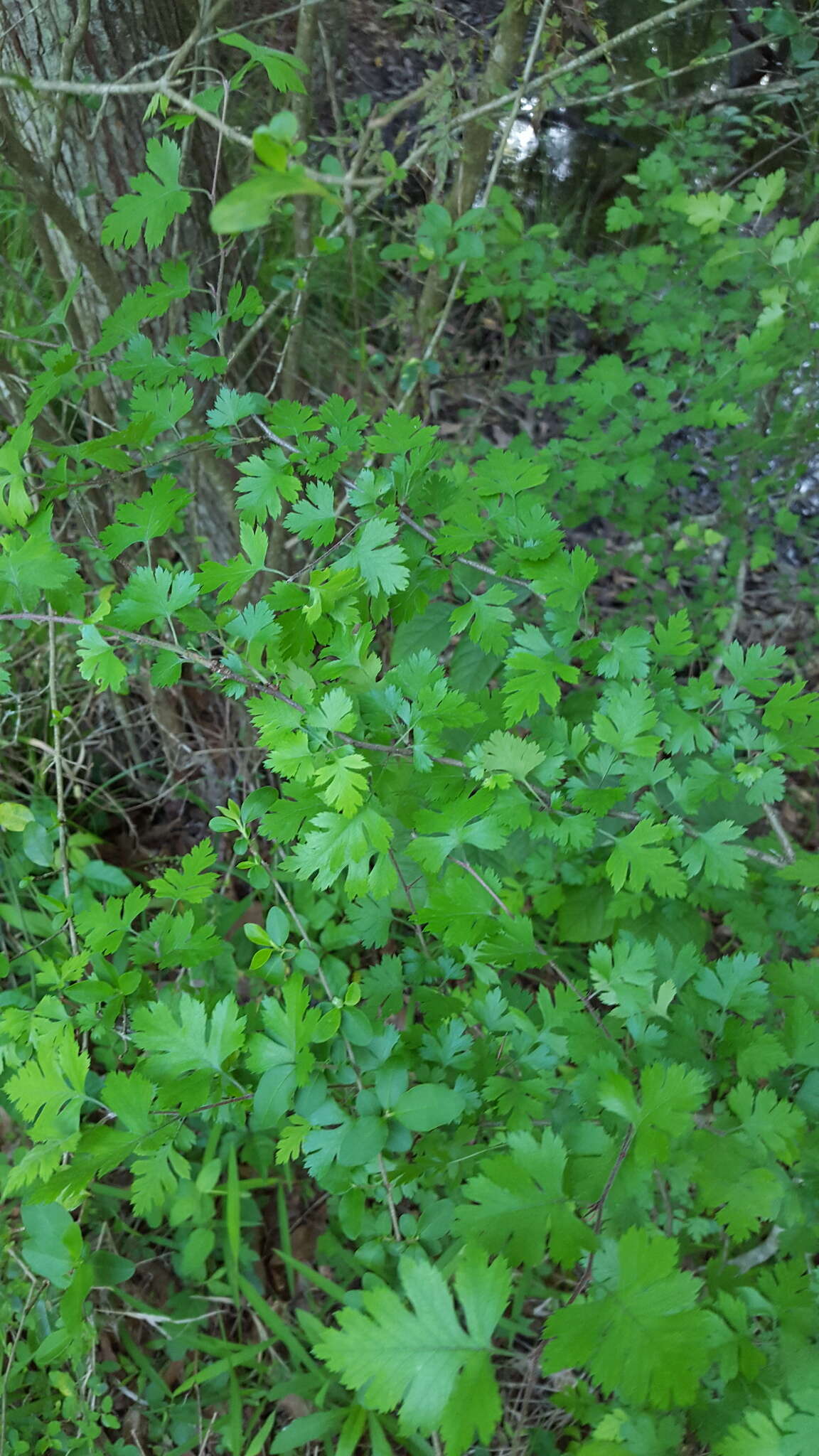 Image of parsley hawthorn