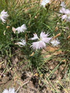 Image of Dianthus mooiensis F. N. Williams