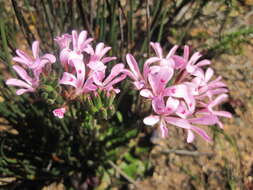 Image of Pelargonium chelidonium (Houtt.) DC.