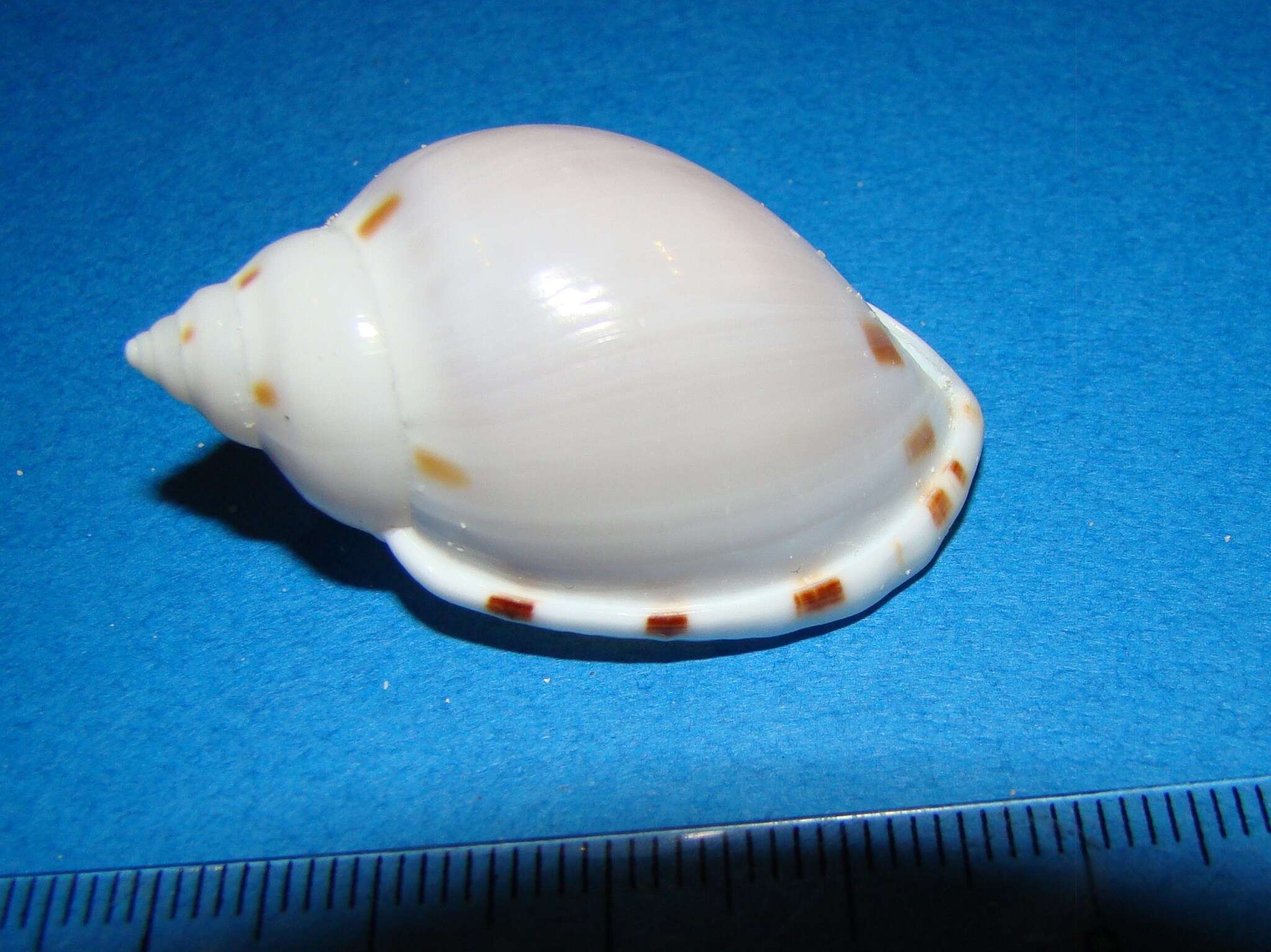 Image of Agate Helmet