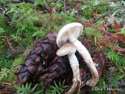 Image of Pholiota decorata (Murrill) A. H. Sm. & Hesler 1968