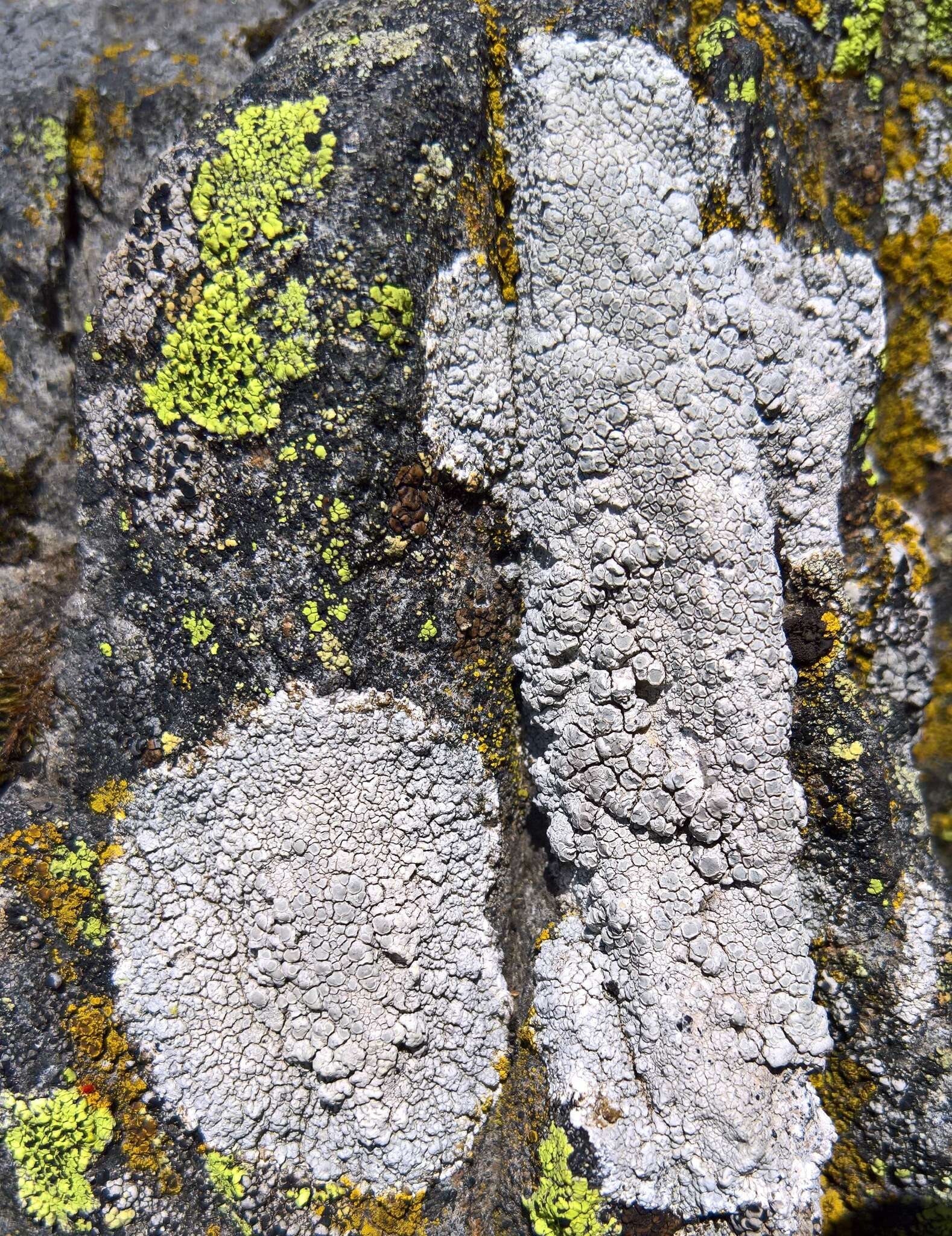 Lecanora rupicola (L.) Zahlbr. resmi