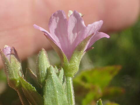 Image of Grants Pass willowherb