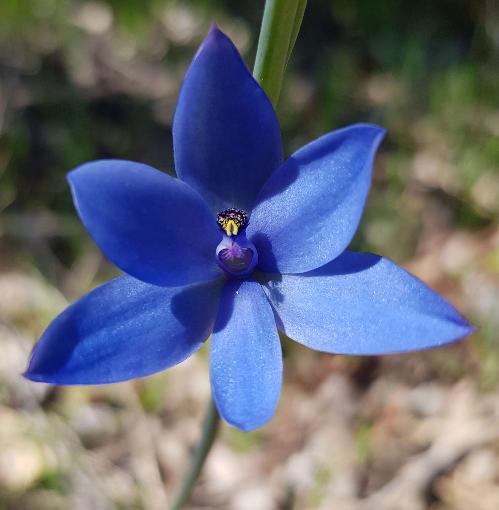 Image de Thelymitra crinita Lindl.