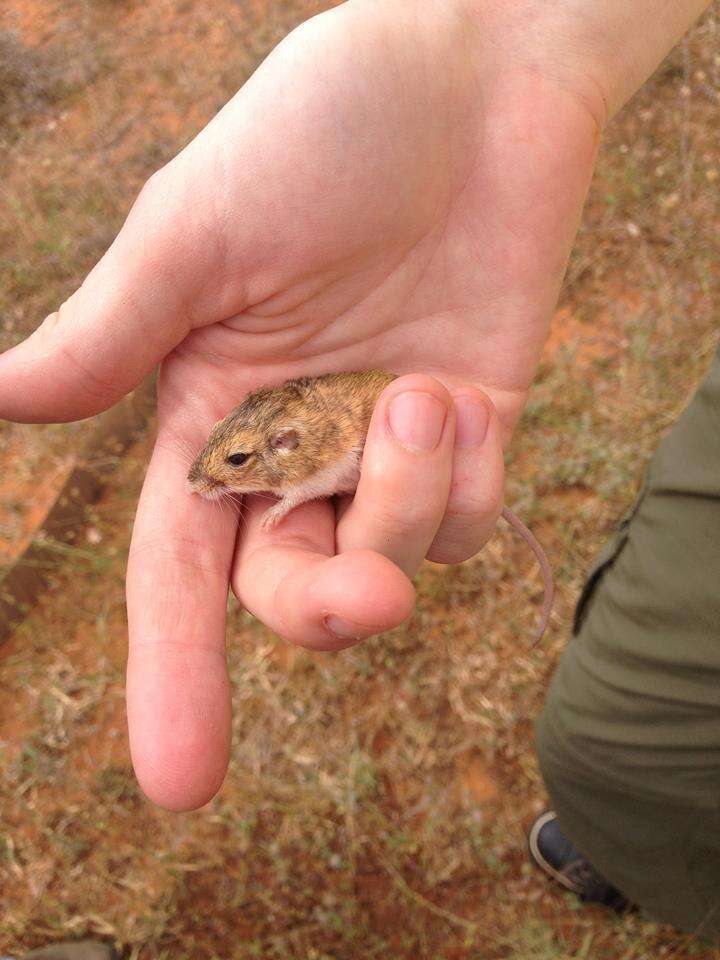 Image of Merriam's pocket mouse