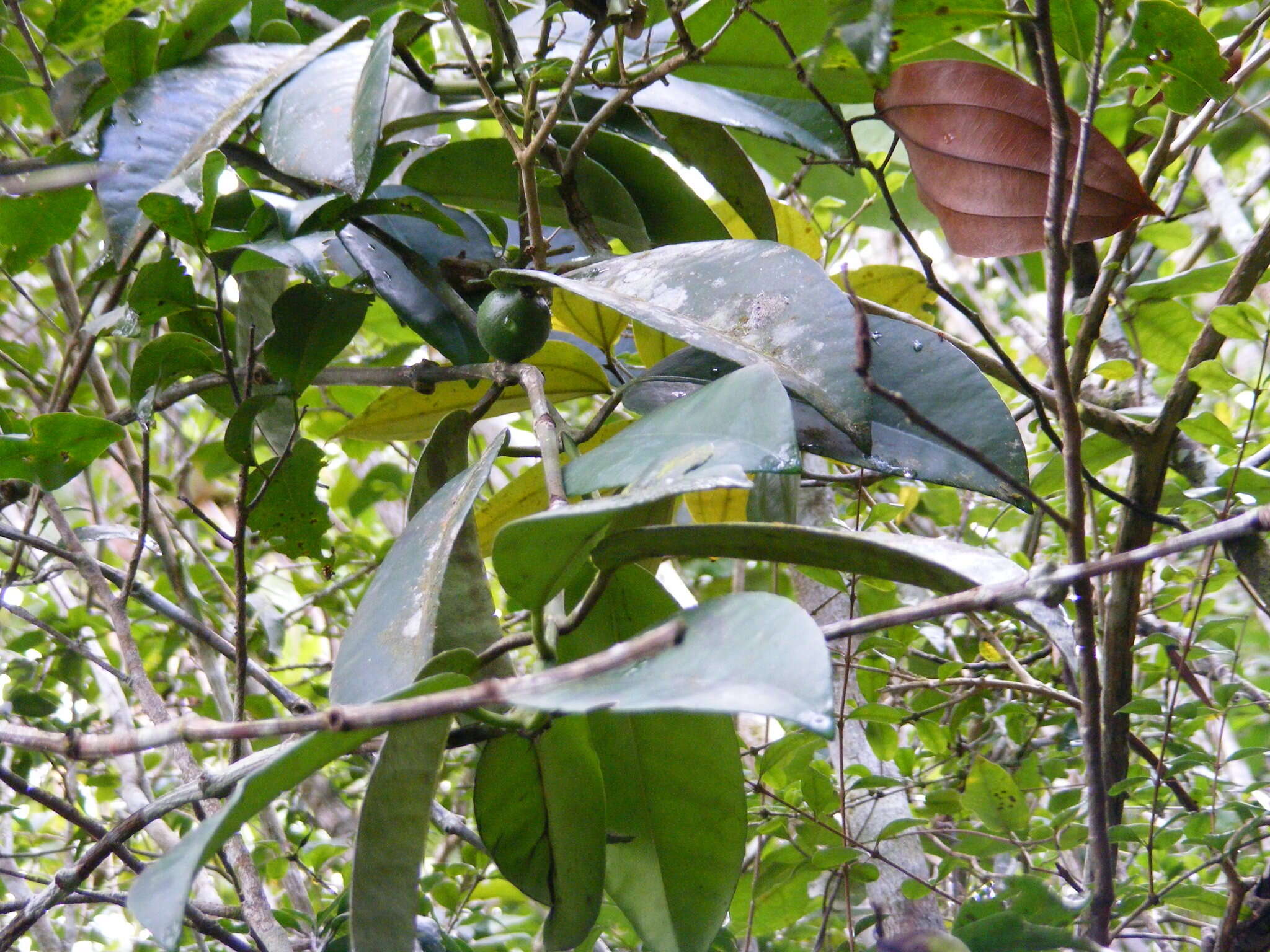 Image of Garcinia humilis (Vahl) C. D. Adams