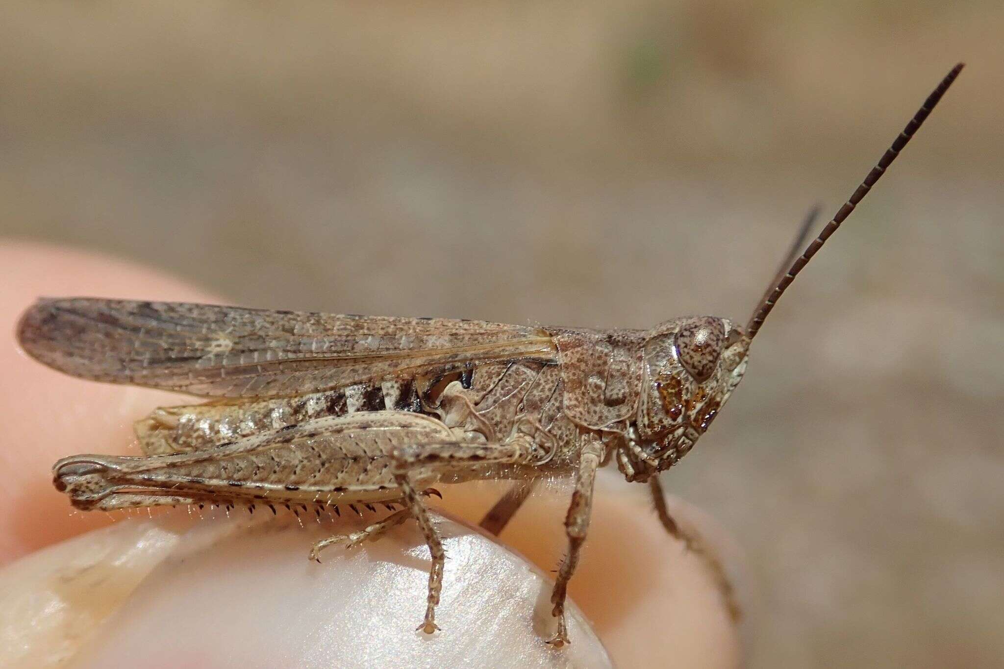 Image de Chorthippus (Glyptobothrus) brunneus subsp. brunneus (Thunberg 1815)