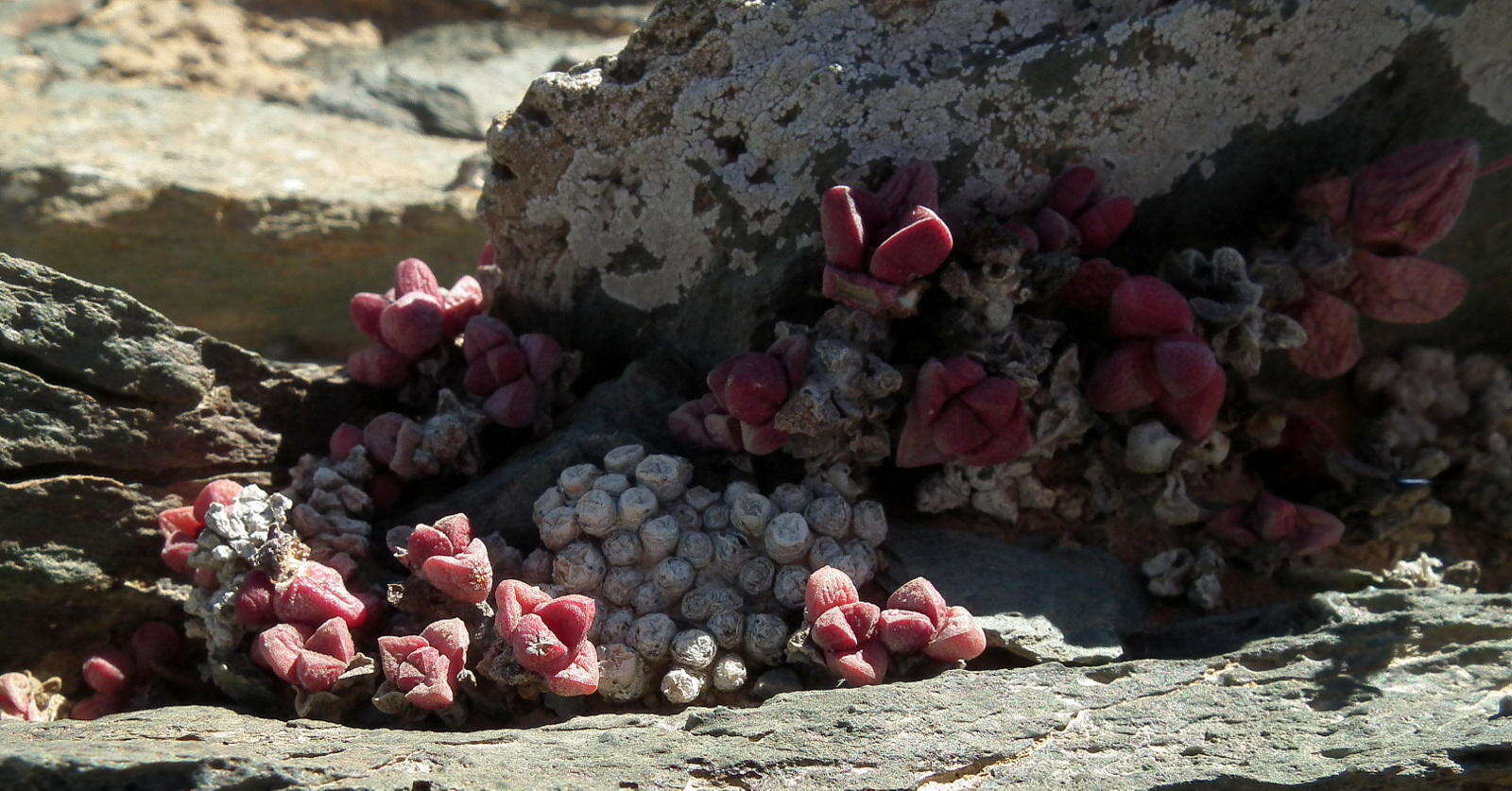 Image of Crassula elegans subsp. elegans