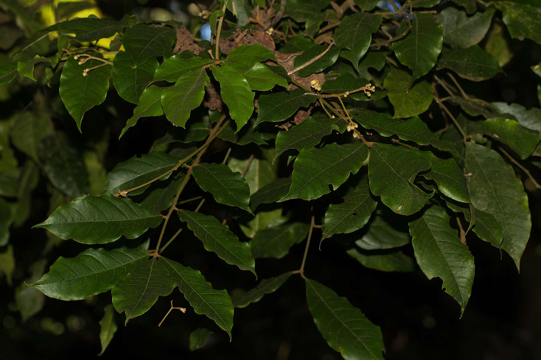 Plancia ëd Lepidotrichilia volkensii (Gürke) Leroy