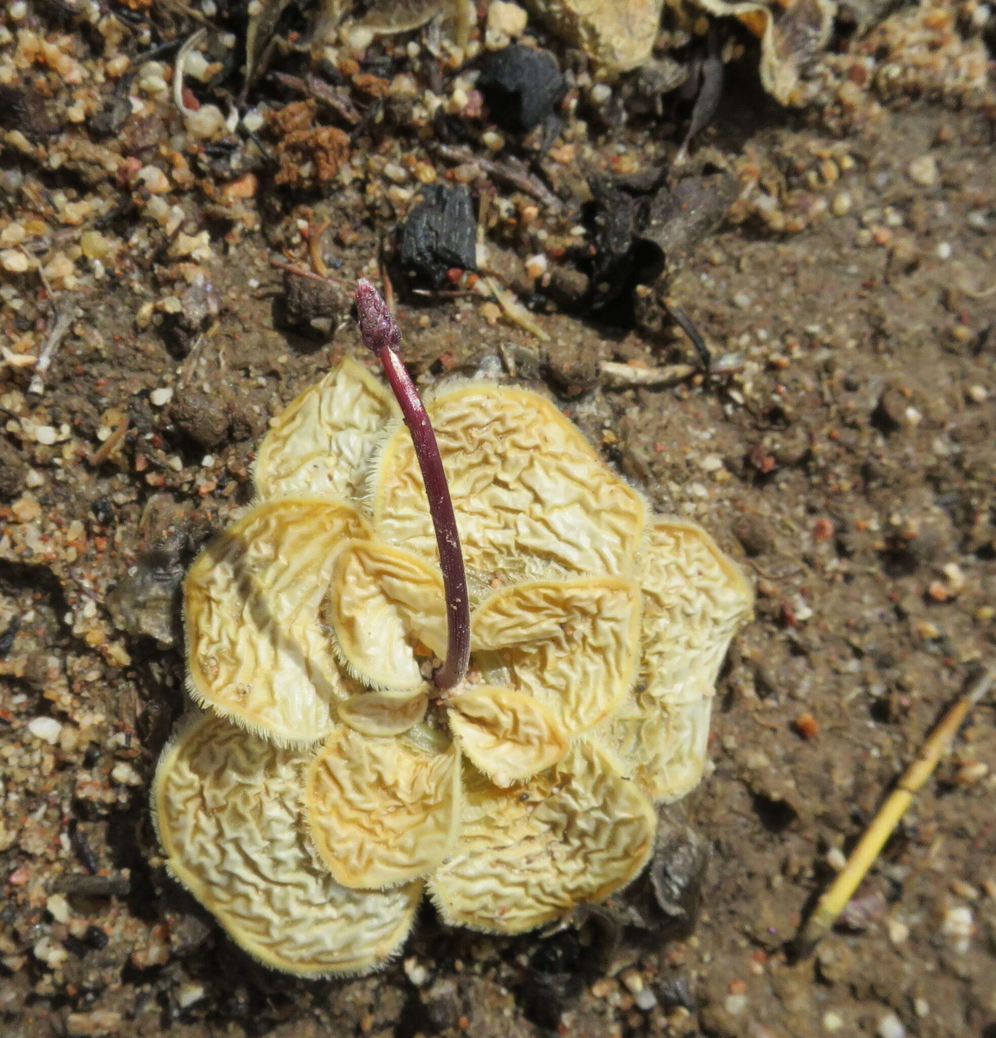 Image of Drimia ciliata (L. fil.) J. C. Manning & Goldblatt