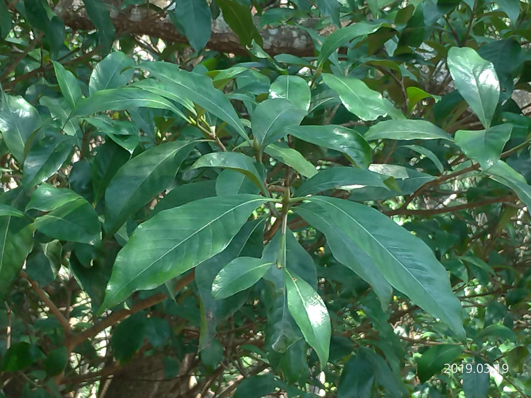 Image of Cape jasmine