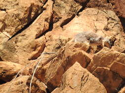 Image of Ring-tailed Rock Wallaby