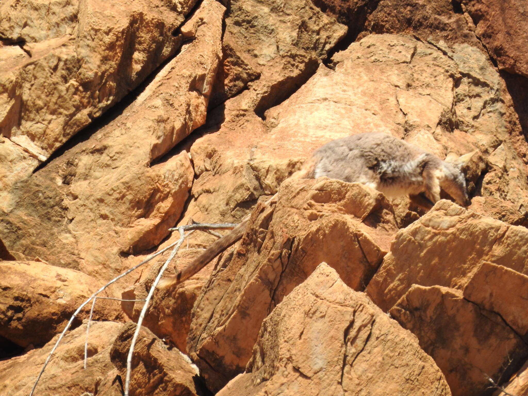 Image of Ring-tailed Rock Wallaby