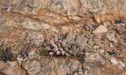 Crassula namaquensis subsp. namaquensis resmi