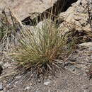 صورة Deschampsia nubigena Hillebr.