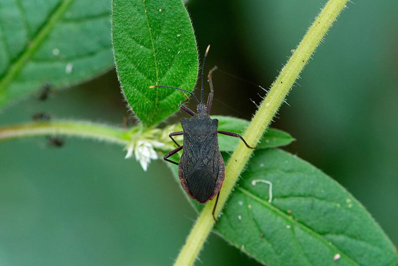 Image of Anasa apicalis (Westwood 1842)