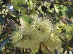 Image of long-flower marlock