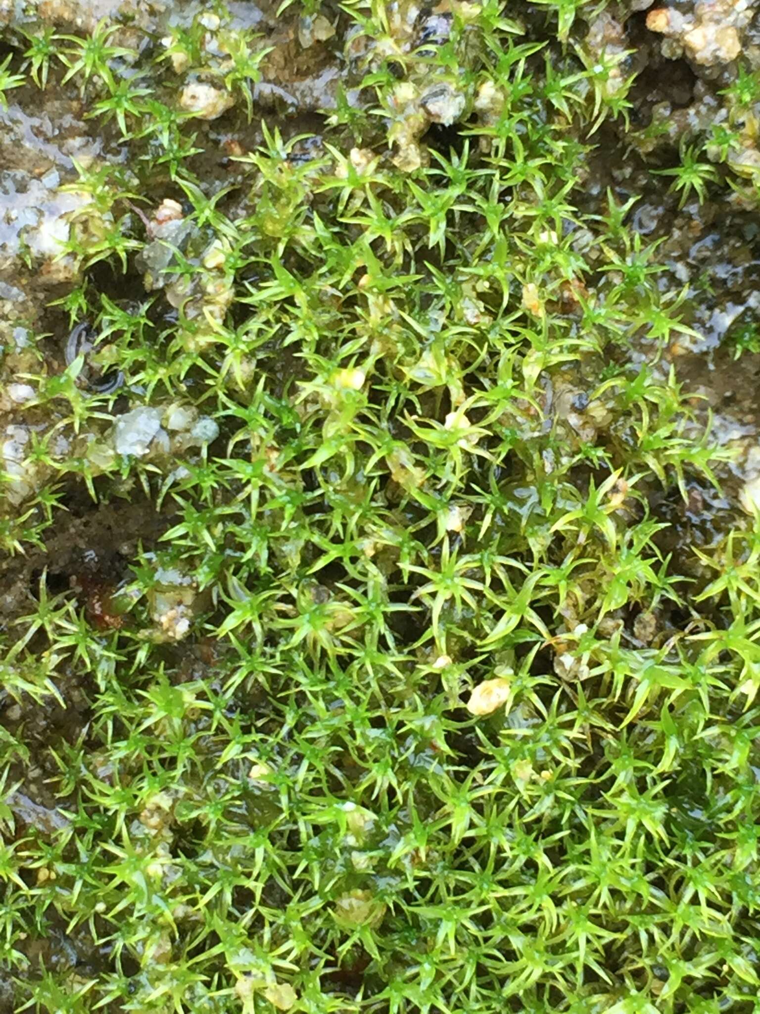 Image of dichodontium moss